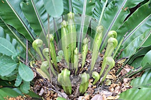 Asplenium nidus new leaves