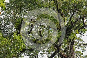 Asplenium Nidus parasites on branches in the crown of a huge tropical tree. Green leaves of Asplenium nidus. Bird`s Nest Fern is