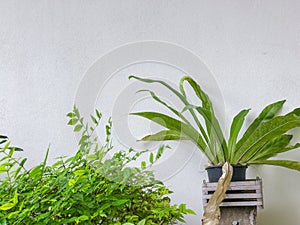 Asplenium nidus in the pot and bush