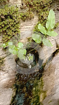 Asplenium platyneuron is commonly called ebony spleenwort is the evergreen Missouri fern. photo
