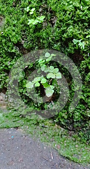 Asplenium ruta-muraria, a plant that grows on damp rock walls and crevices