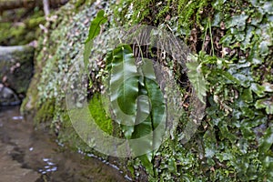 Asplenium scolopendrium, known as hart`s-tongue or hart`s-tongue fern syn. Phyllitis scolopendrium is an evergreen fern in the f