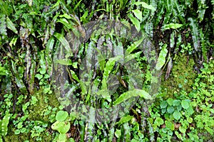 Asplenium scolopendrium photo