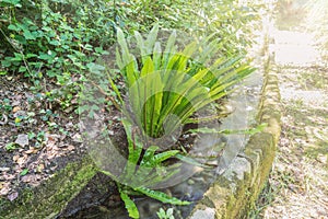Asplenium scolopendrium or Phyllitis scolopendrium, Europe