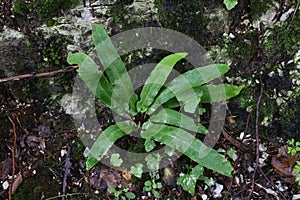 Asplenium scolopendrium - Wild plant shot in the summer.