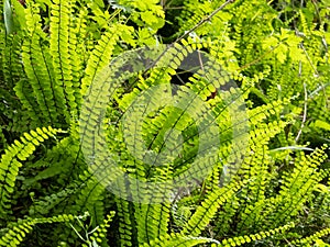 Asplenium trichomanes or maidenhair spleenwort fern bright green fronds