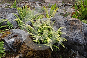 Asplenium trichomanes or maidenhair spleenwort fern plant