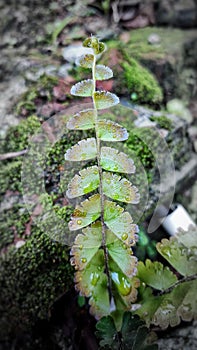 Asplenium viride - small plant grow near fences during rainy season in malabar region.