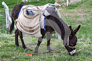 Burro fotografías de burros pastores hermoso carga contabilidad carga burro negro burro lindo burro hermoso hacer 