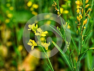 Assam Beautiful mustard flower is an anual plant cultivated of its mustard photo