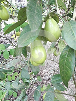 Assam Lemon, also known as Nemu Tenga in Assamese, are cultivars of lemon,, which are found and photo