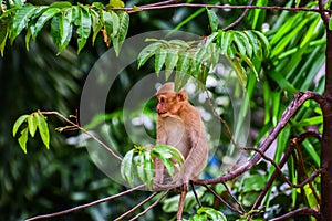 Assam macaque,Monkey sitting on a tree,Lonely monkey without friends,Sad monkey,Nature wildlife,Humans evolved from monkeys photo