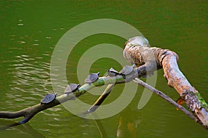 Assam Roofed Turtles, Pangshura sylhetensis, Kaziranga National Park, Assam photo