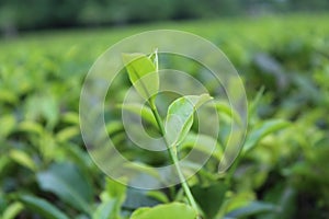 Assam tea leaf near  chandubi lake