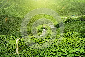 Assam tea plantation photo