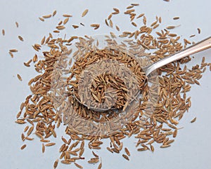 Cumin seeds in isolated white background. photo