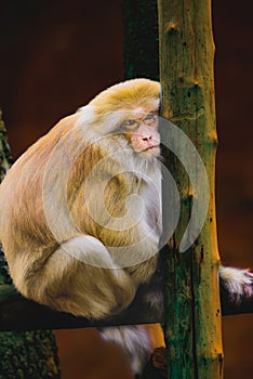 Assamese Macaque is sitting and resting