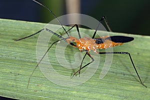 Assasin Bug