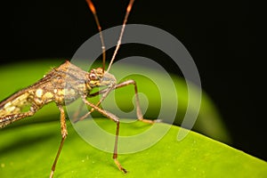 Assasin bug