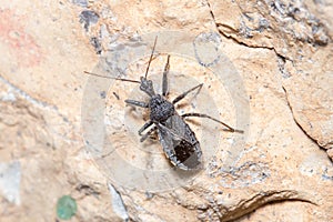 Assasin bug, Coranus niger, walking on a rock looking for preys