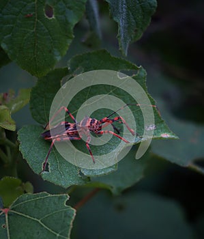 an assasin bug on green leaf