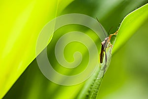An assasin bug in leaves
