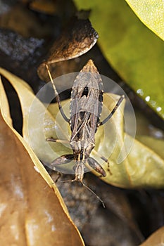 Assasin bug, Rhodnius prolixus, Satara, Maharashtra, India