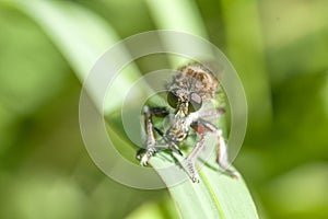 Assasin fly on a green leaf , in the garden