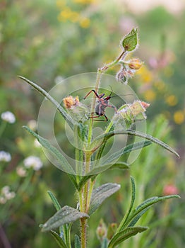 Assasin thread-legged bug on wildflowers meadow