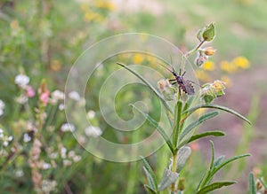 Assasin thread-legged bug on wildflowers meadow