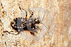 Assassin bug