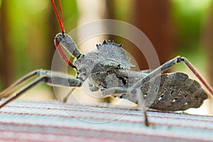 Assassin bug on a chair in Arkansas, USA