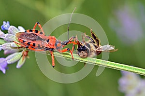 Assassin bug eating a bee