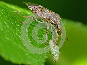 Assassin Bug Eating A Grub