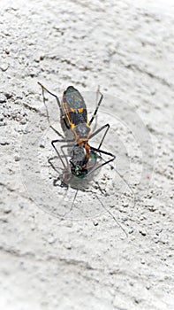 Assassin bug eating a house fly