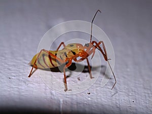 Assassin Bug (family Reduviidae)
