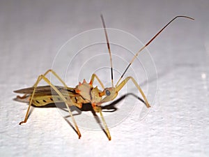 Assassin Bug (family Reduviidae) close up