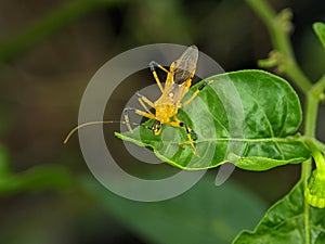 Assassin Bug .The Harpactorinae are a large subfamily of the Reduviidae