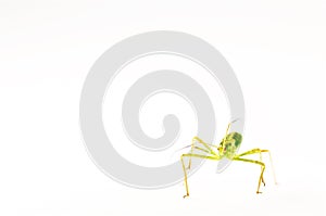 Assassin bug isolated in white