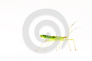 Assassin bug isolated in white