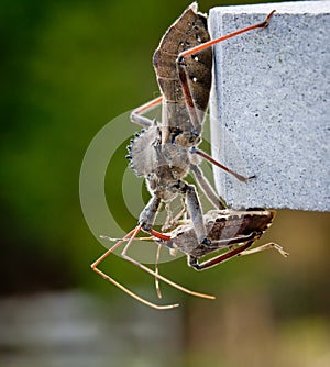 Assassin bug kills Shield bug