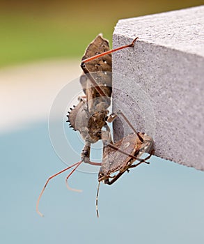 Assassin bug kills Shield bug