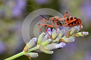 Assassin bug on lavender photo