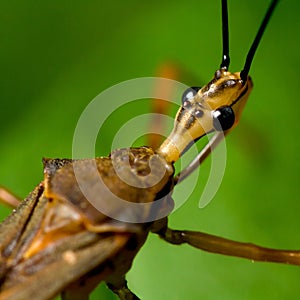 Assassin bug macro photo