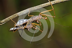 Assassin bug mating