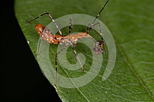 Assassin Bug Nymph preying on a Ant