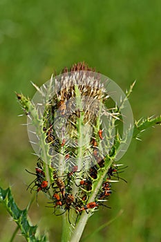 Assassin bug nymphs on a thistle head.