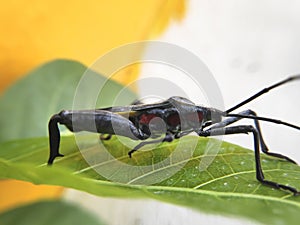 An assassin bug perched on a green leaf