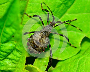 Assassin Bug