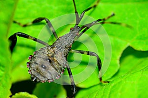 Assassin Bug